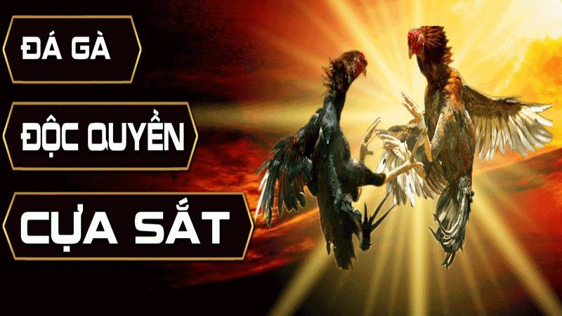 Nền tảng Thomo Fighting Cock được xếp hạng Debet hiện đang có uy tín tốt và chất lượng vượt trội - Debet
